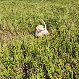 English Setter Puppies from Woodsway Kennel