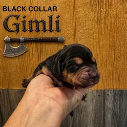 Gimli - Black and tan male Beagle puppy in Viper, Kentucky from Mountain Top