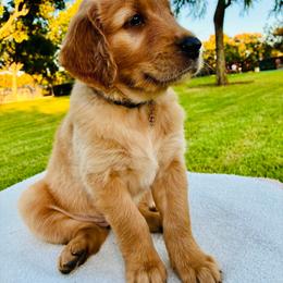 Sky - Light golden female Golden Retriever puppy in Santa Ana, California from American Golden Retrievers