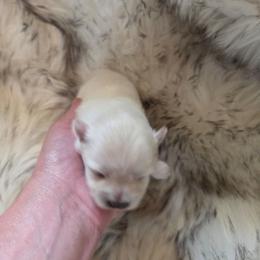 Puppy 3 - Cream female Pomeranian puppy in Lebanon, Indiana from Duran's Huskies and Pomeranians
