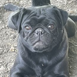 Darla - Pug