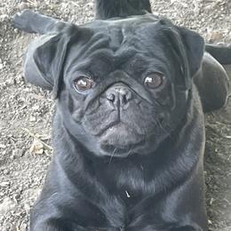 Darla - Pug