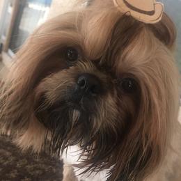 Shih Tzu All Grown Up from AKC Shih Tzu of California
