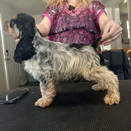 Cocker Spaniel Puppies from Huntcrest Cockers
