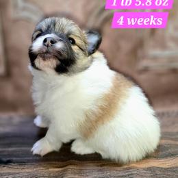 Girl 2 - Cream sable parti female Pomeranian puppy in Davenport, Washington from Lovely Ladies and Little Asses Miniature Equines (L3A Pomeranians & Papillons)