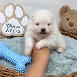 Gouda - White male Pomeranian puppy in Concord, California from Eelan’s Poms