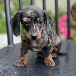 BooBoo - Dachshund
