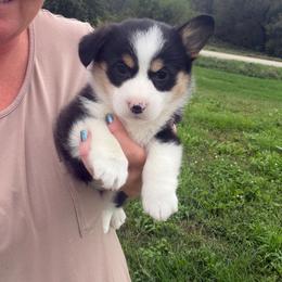 Tucker - Blue merle and white male American Corgi puppy in Stuart, Iowa from Johnson Family Paws