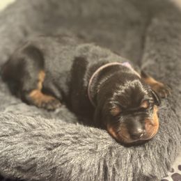 Lavender Collar Female - Black and rust female Doberman Pinscher puppy in Fostoria, Michigan from Jensen Dobermans and Dachshunds