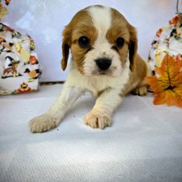 Bisquit - Blenheim male Cavalier King Charles Spaniel puppy in Charity, Missouri from Missouri. Cavaliers