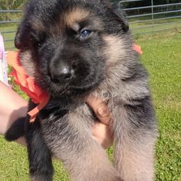 Orange - Black and tan male German Shepherd puppy in Gustavus, Ohio from Cross Kreek Kennels