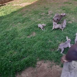 Weimaraner Puppies from Isaih McDuffie's Weimaraners