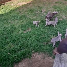 Weimaraner Puppies from Isaih McDuffie's Weimaraners