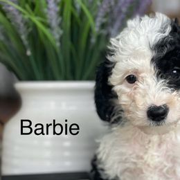 Barbie - Sheepadoodle puppy from Redcay's Mini Bernedoodles