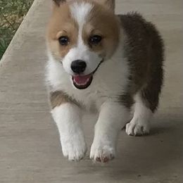Pembroke Welsh Corgi Puppies from Indian Valley Corgies