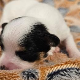 Arya - White and black female Papillon puppy in Conetoe, North Carolina from Southern Belle's Biewer Terriers & Papillons
