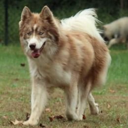 Siberian Huskies from Furbaby Kennels