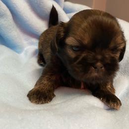 Boy 1 - Tricolor male Shih Tzu puppy in Zeigler, Illinois from Dandy Little  Shih Tzu, Shih Poo's and Toy Poodles
