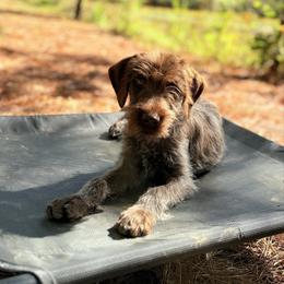 Annie - Brown and gray female Wirehaired Pointing Griffon puppy in Shelbyville, Texas from AndersonK9Kennels Bayou Beards