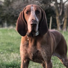 Black and Tan Coonhounds and Bracco Italianos from Old Soul Black & Tan Coonhounds