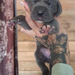 Sally gal - Blue female Great Dane puppy in Norwalk, Ohio from Swanger Danes