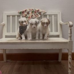 Australian Shepherd puppies from Krafthaus Rottweilers & Australian Shepherds