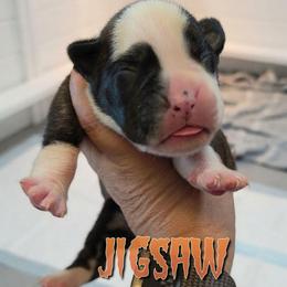Jigsaw ( boy) - Brindle male Boxer puppy in Red Boiling Springs, Tennessee from Silver Rain