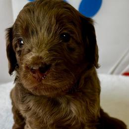 Porsche - Chocolate merle female Bernedoodle puppy in Horseshoe Bend, Idaho from Over the Moon Poodles and Doodles