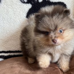 Pomeranians from Classy Poms