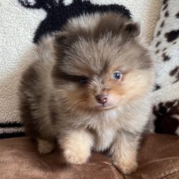 Pomeranians from Classy Poms