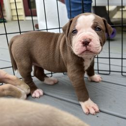 Alapaha Blue Blood Bulldog Puppies from WICKED Alapaha Kennel