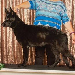 German Shepherds from Klein Bauernhof German Shepherds