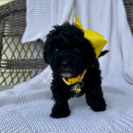 Rose - Black female Poodle puppy in Lancaster, Missouri from Cavapoo Acres