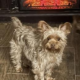 Ginger - Chocolate and tan female Yorkshire Terrier puppy in Wagoner, Oklahoma from Rosenthal Yorkies