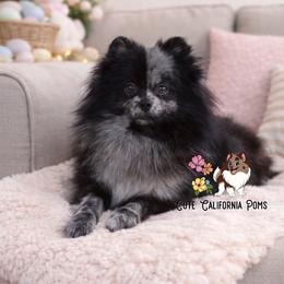 AKC Split Face Merle - Pomeranian