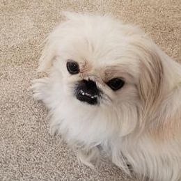 Pekingese from Debbie Jansen's Pekingese
