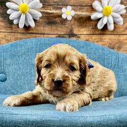 Gus Gus - Red male Cavapoo puppy in Lancaster, Missouri from Cavapoo Acres