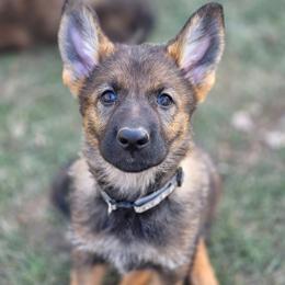 Gray Collar (Calypso) - Sable female German Shepherd puppy in Hermitage, Pennsylvania from Shepherds of the Hundred Acres
