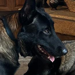 Bear - Belgian Malinois