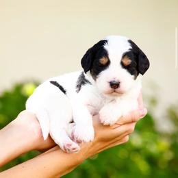 Boo - Tri-color male Bernedoodle puppy in Glendale, Arizona from Arizona Bernedoodles