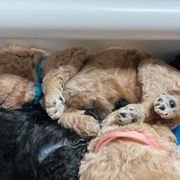 Poodle Puppies from Starcatcher Standard Poodles