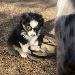 Miniature Australian Shepherd Puppies from Boulder Mini Aussies
