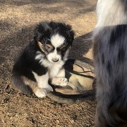 Miniature Australian Shepherd Puppies from Boulder Mini Aussies