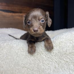 Teddy - Chocolate male Dachshund puppy in Washburn, Tennessee from Clinch Mountain Dachshunds