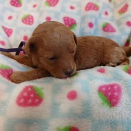 Molly - Apricot female Poodle puppy in Blanch, North Carolina from Faithful Hearts Kennel