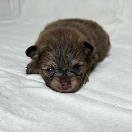 Reeses - Chocolate and tan male Pomeranian puppy in Hughes Springs, Texas from Hughes Springs Tx Poms