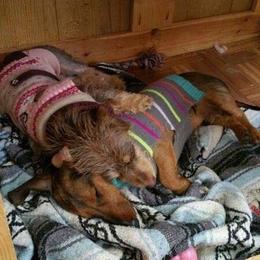 Dachshund Puppies from Lavendell Dachshunds