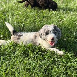 Isla - Blue merle female Bernedoodle puppy in Warrensburg, Missouri from Dreamer Ridge Puppies