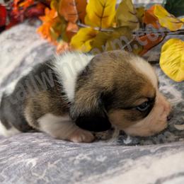 Orange - Black tan and white male Beagle puppy in Vallejo, California from Tailwindfarm