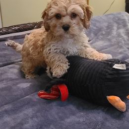 Assorted Doodle Crosses, Cavapoo, Cockapoo, and Poodle Puppies from Doodles by Tatum